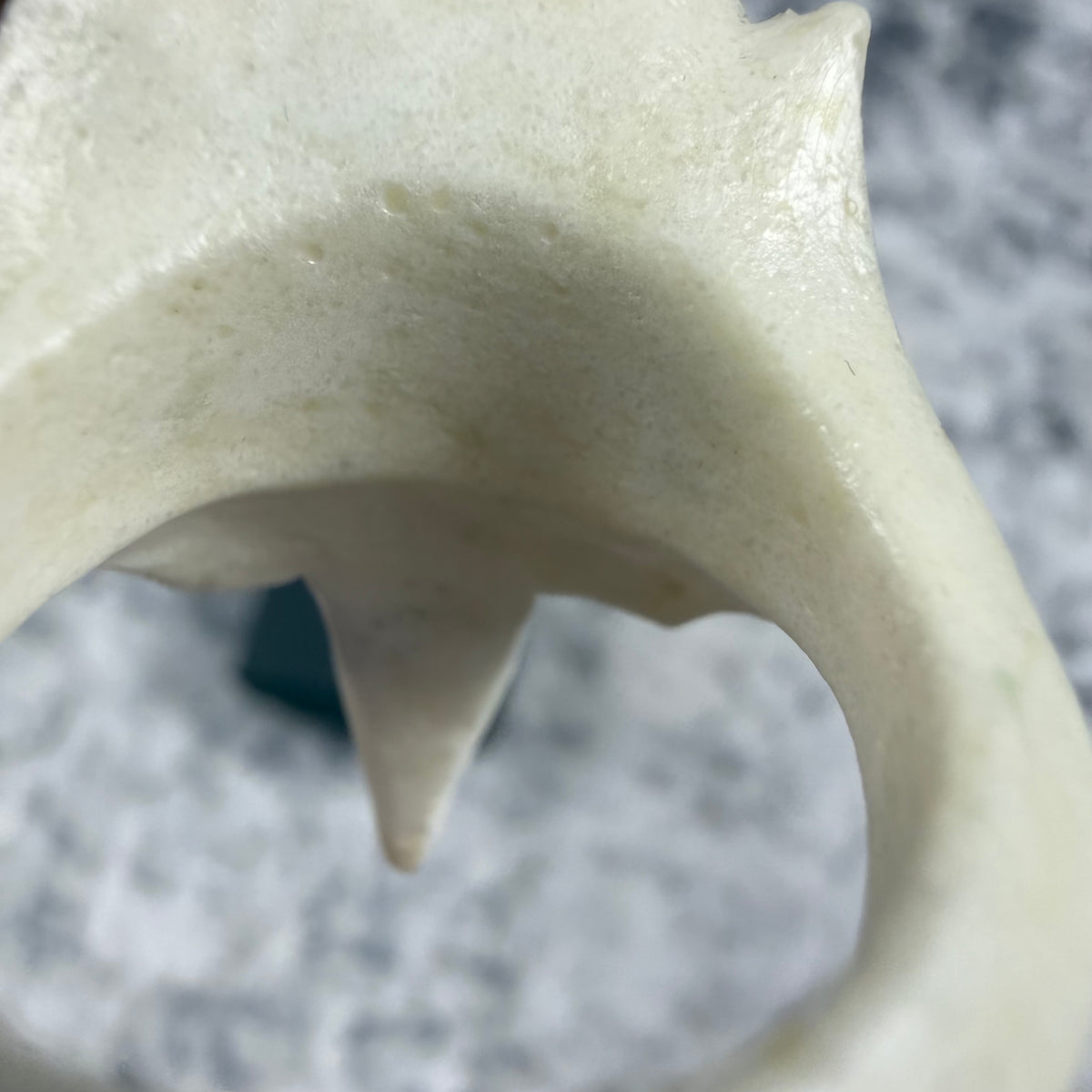 Macabre Gadgets Raven Skull White Ring